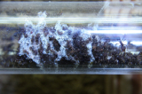 Acromyrmex spec. Pilz