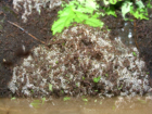 Acromyrmex spec. Pilz