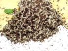 Acromyrmex spec. Pilz