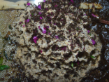 Acromyrmex spec. Pilz