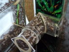 Acromyrmex spec. Pilz