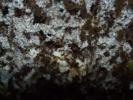 Acromyrmex spec. Puppen