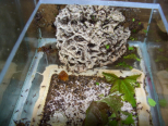 Acromyrmex spec. mit Pilz