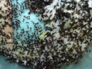 Acromyrmex spec.