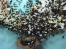 Acromyrmex spec.