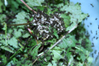 Acromyrmex spec.