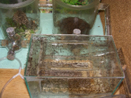 Acromyrmex spec.