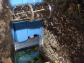 Acromyrmex spec.