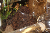 Acromyrmex spec.