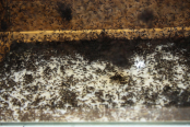 Acromyrmex spec.