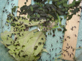 Acromyrmex spec.