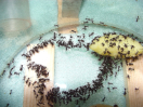 Acromyrmex spec.