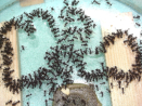 Acromyrmex spec.