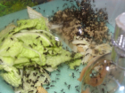Acromyrmex spec.