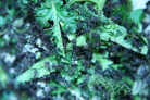Acromyrmex spec. Futter