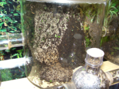 Acromyrmex spec. Pilz