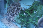Acromyrmex spec. Pilz