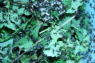 Acromyrmex spec. schneiden