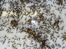 Acromyrmex spec. Insektenfutter