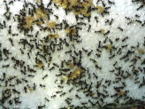 Acromyrmex spec.