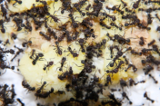 Acromyrmex spec.
