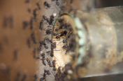 Acromyrmex spec.