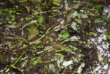 Acromyrmex spec.