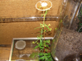 Acromyrmex spec.