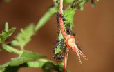 Acromyrmex spec.
