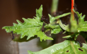 Acromyrmex spec.