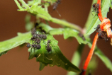 Acromyrmex spec.