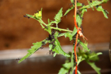 Acromyrmex spec.