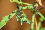 Acromyrmex spec.