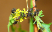 Acromyrmex spec.