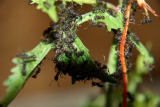 Acromyrmex spec.