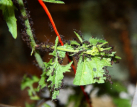 Acromyrmex spec.