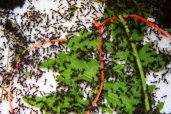 Acromyrmex spec.