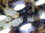 Acromyrmex spec.