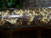 Acromyrmex spec.