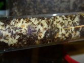 Acromyrmex spec.
