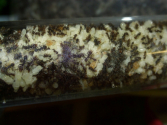 Acromyrmex spec.
