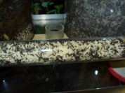 Acromyrmex spec.