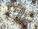 Acromyrmex spec.