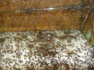 Acromyrmex spec.