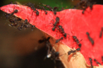 Acromyrmex spec.