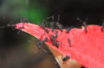 Acromyrmex spec.