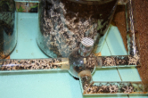 Acromyrmex spec.