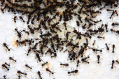 Acromyrmex spec.