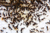 Acromyrmex spec.
