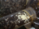 Acromyrmex spec.